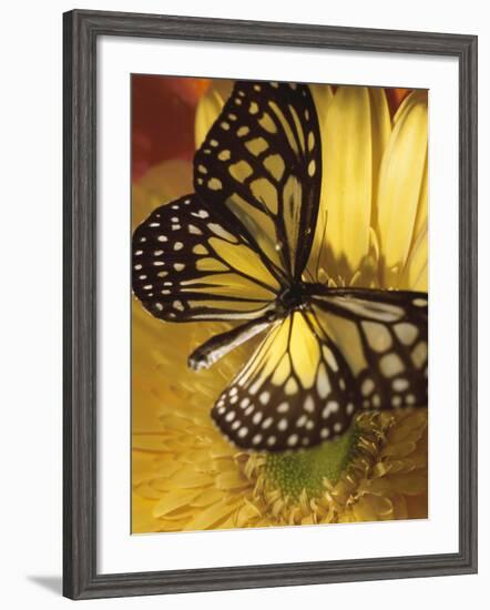 Black and Yellow Butterfly on Yellow Flower-null-Framed Photographic Print