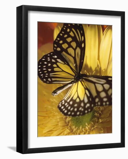 Black and Yellow Butterfly on Yellow Flower-null-Framed Photographic Print