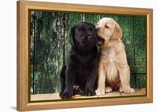 Black and Yellow Labrador Dog Puppies by Barn Door-null-Framed Premier Image Canvas