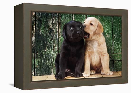 Black and Yellow Labrador Dog Puppies by Barn Door-null-Framed Premier Image Canvas