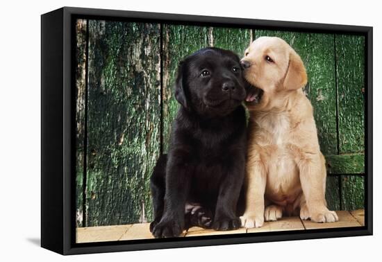 Black and Yellow Labrador Dog Puppies by Barn Door-null-Framed Premier Image Canvas