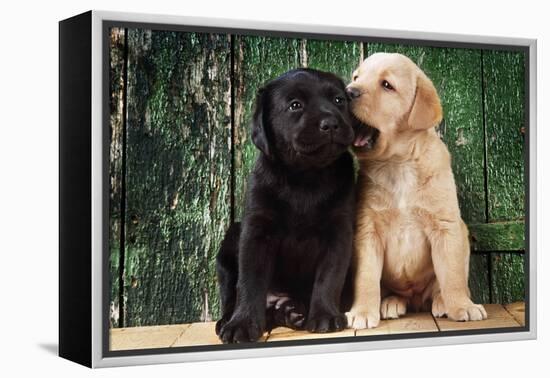 Black and Yellow Labrador Dog Puppies by Barn Door-null-Framed Premier Image Canvas