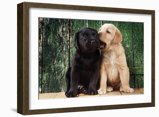 Black and Yellow Labrador Dog Puppies by Barn Door-null-Framed Photographic Print