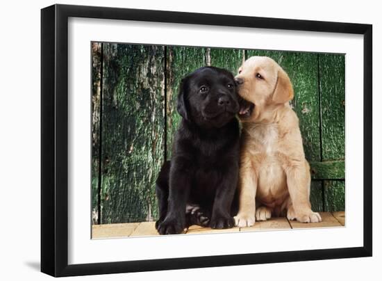 Black and Yellow Labrador Dog Puppies by Barn Door-null-Framed Photographic Print