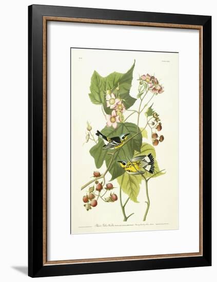 Black and Yellow Warbler and Flowering Raspberry, C.1826-1838-John James Audubon-Framed Giclee Print