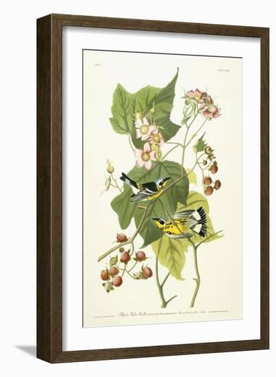 Black and Yellow Warbler and Flowering Raspberry, C.1826-1838-John James Audubon-Framed Giclee Print