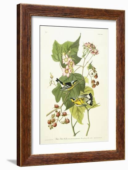 Black and Yellow Warbler and Flowering Raspberry, C.1826-1838-John James Audubon-Framed Giclee Print