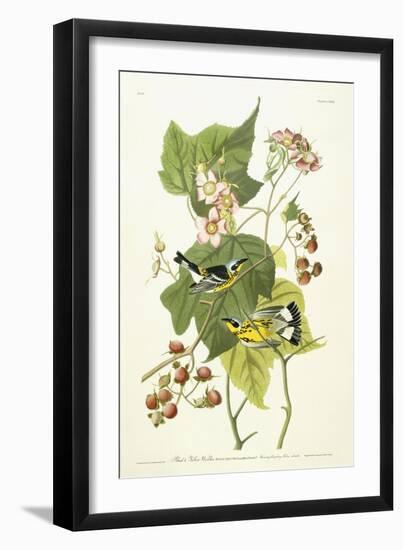 Black and Yellow Warbler and Flowering Raspberry, C.1826-1838-John James Audubon-Framed Giclee Print