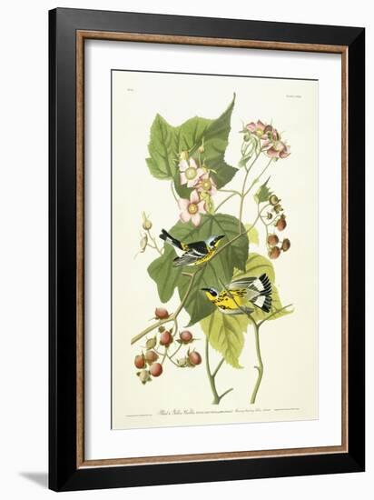 Black and Yellow Warbler and Flowering Raspberry, C.1826-1838-John James Audubon-Framed Giclee Print