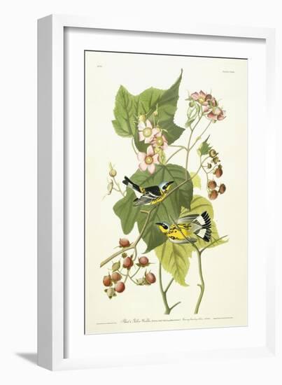 Black and Yellow Warbler and Flowering Raspberry, C.1826-1838-John James Audubon-Framed Giclee Print