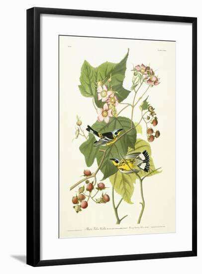 Black and Yellow Warbler and Flowering Raspberry, C.1826-1838-John James Audubon-Framed Giclee Print