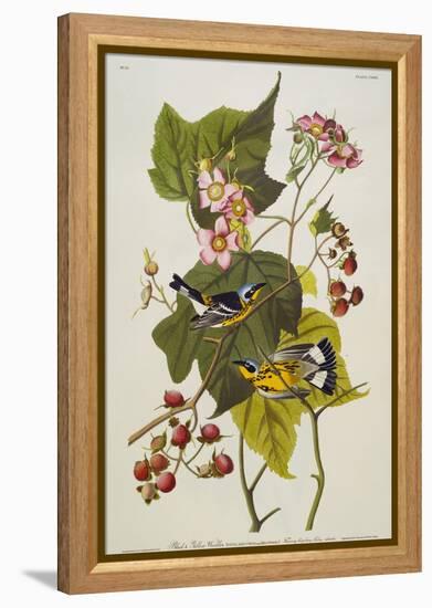 Black and Yellow Warbler. Magnolia Warbler-John James Audubon-Framed Premier Image Canvas