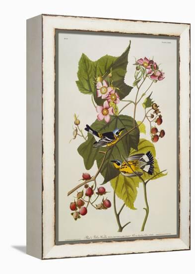 Black and Yellow Warbler. Magnolia Warbler-John James Audubon-Framed Premier Image Canvas