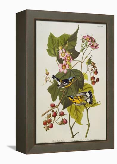 Black and Yellow Warbler. Magnolia Warbler-John James Audubon-Framed Premier Image Canvas