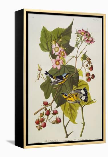 Black and Yellow Warbler. Magnolia Warbler-John James Audubon-Framed Premier Image Canvas