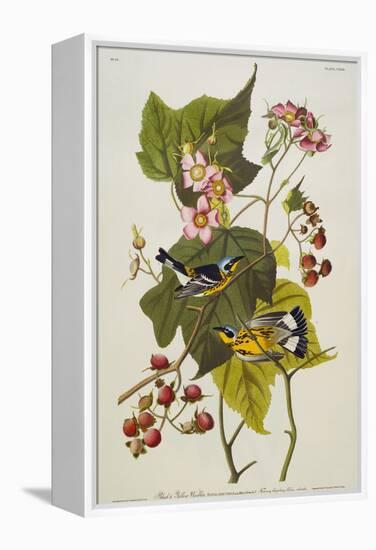 Black and Yellow Warbler. Magnolia Warbler-John James Audubon-Framed Premier Image Canvas