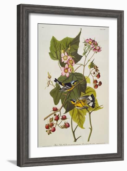 Black and Yellow Warbler. Magnolia Warbler-John James Audubon-Framed Giclee Print