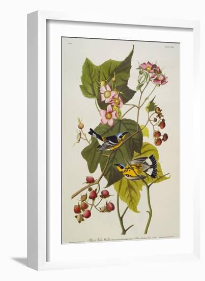 Black and Yellow Warbler. Magnolia Warbler-John James Audubon-Framed Giclee Print