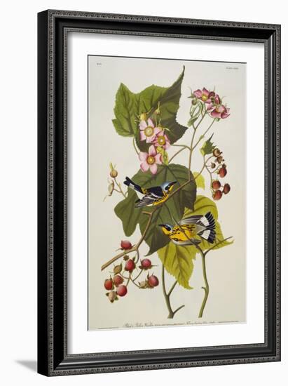 Black and Yellow Warbler. Magnolia Warbler-John James Audubon-Framed Giclee Print