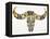 Black and Yellow Water Buffalo Skull-Cat Coquillette-Framed Premier Image Canvas