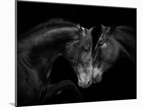 Black Andalusian mare and stallion meeting, Spain-Carol Walker-Mounted Photographic Print