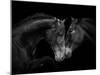 Black Andalusian mare and stallion meeting, Spain-Carol Walker-Mounted Photographic Print