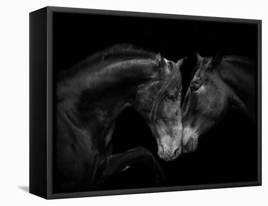 Black Andalusian mare and stallion meeting, Spain-Carol Walker-Framed Premier Image Canvas