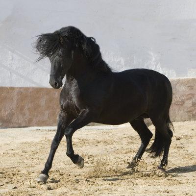 'Black Andalusian Stallion Cantering in Arena Yard, Osuna, Spain