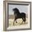 Black Andalusian Stallion Cantering in Arena Yard, Osuna, Spain-Carol Walker-Framed Photographic Print