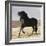 Black Andalusian Stallion Cantering in Arena Yard, Osuna, Spain-Carol Walker-Framed Photographic Print