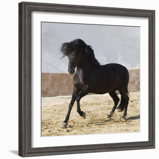 Black Andalusian Stallion Cantering in Arena Yard, Osuna, Spain-Carol Walker-Framed Photographic Print