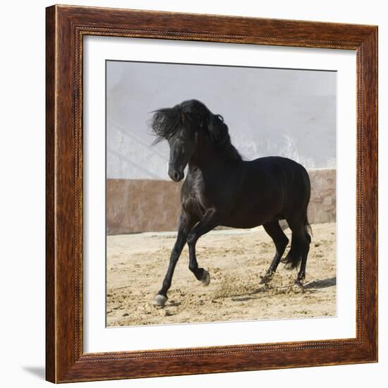 Black Andalusian Stallion Cantering in Arena Yard, Osuna, Spain-Carol Walker-Framed Photographic Print