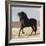 Black Andalusian Stallion Cantering in Arena Yard, Osuna, Spain-Carol Walker-Framed Photographic Print