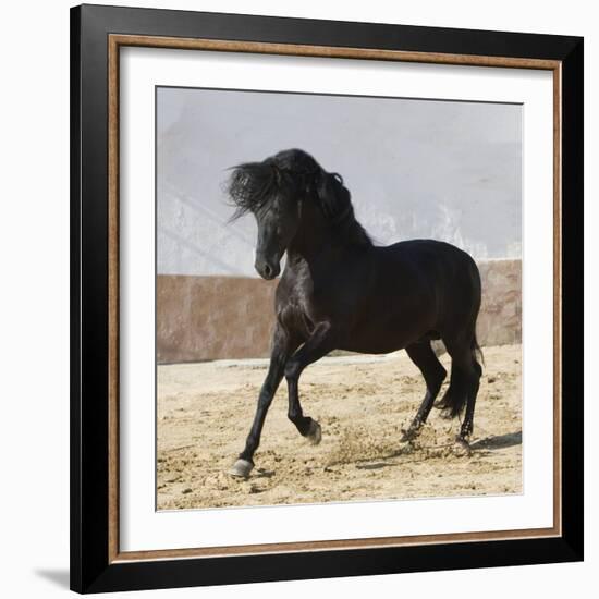 Black Andalusian Stallion Cantering in Arena Yard, Osuna, Spain-Carol Walker-Framed Photographic Print