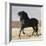 Black Andalusian Stallion Cantering in Arena Yard, Osuna, Spain-Carol Walker-Framed Photographic Print