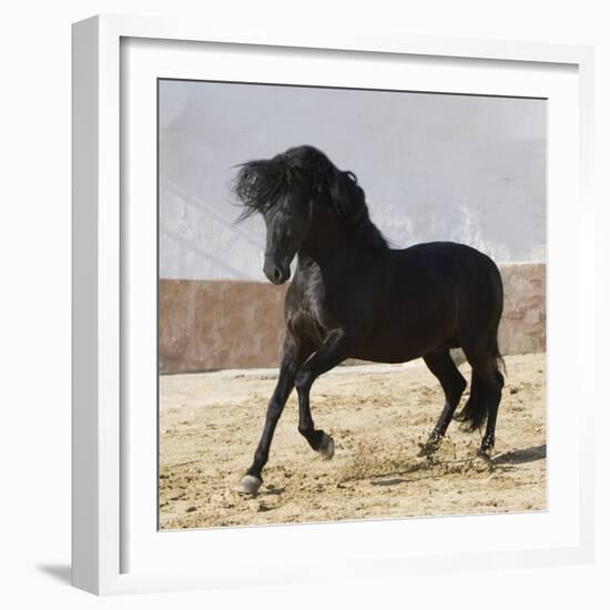 Black Andalusian Stallion Cantering in Arena Yard, Osuna, Spain-Carol Walker-Framed Photographic Print