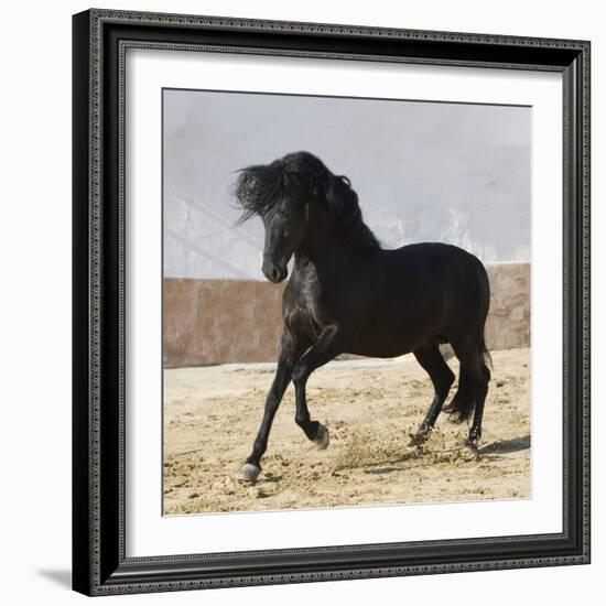 Black Andalusian Stallion Cantering in Arena Yard, Osuna, Spain-Carol Walker-Framed Photographic Print