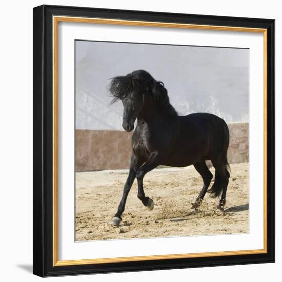 Black Andalusian Stallion Cantering in Arena Yard, Osuna, Spain-Carol Walker-Framed Photographic Print