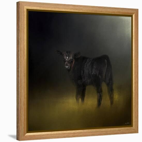 Black Angus Calf in the Moonlight-Jai Johnson-Framed Premier Image Canvas