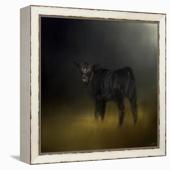 Black Angus Calf in the Moonlight-Jai Johnson-Framed Premier Image Canvas