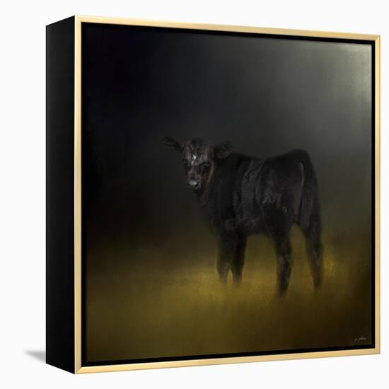 Black Angus Calf in the Moonlight-Jai Johnson-Framed Premier Image Canvas