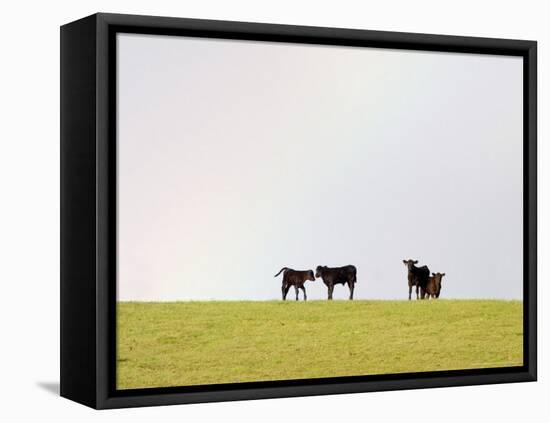 Black Angus Calves in a Rainbow near Red Lodge, Montana, USA-Chuck Haney-Framed Premier Image Canvas