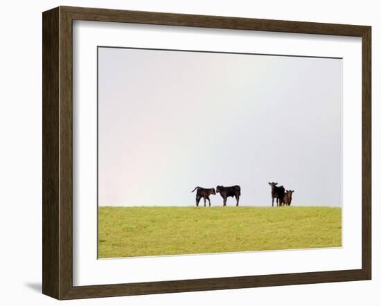 Black Angus Calves in a Rainbow near Red Lodge, Montana, USA-Chuck Haney-Framed Photographic Print