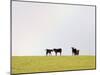 Black Angus Calves in a Rainbow near Red Lodge, Montana, USA-Chuck Haney-Mounted Photographic Print
