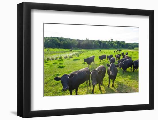 Black Angus Cattle on grassy field, Vermont, USA-null-Framed Photographic Print