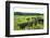 Black Angus Cattle on grassy field, Vermont, USA-null-Framed Photographic Print