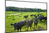 Black Angus Cattle on grassy field, Vermont, USA-null-Mounted Photographic Print