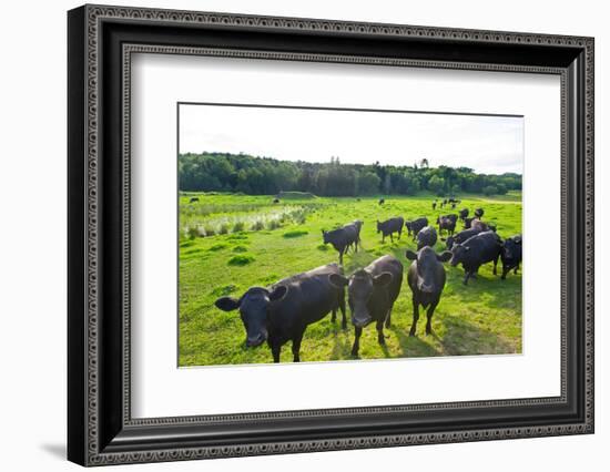 Black Angus Cattle on grassy field, Vermont, USA-null-Framed Photographic Print