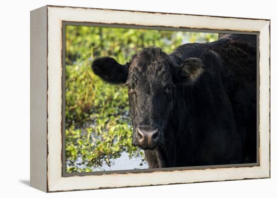 Black Angus Cow, Florida-Maresa Pryor-Framed Premier Image Canvas