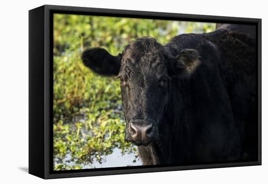 Black Angus Cow, Florida-Maresa Pryor-Framed Premier Image Canvas
